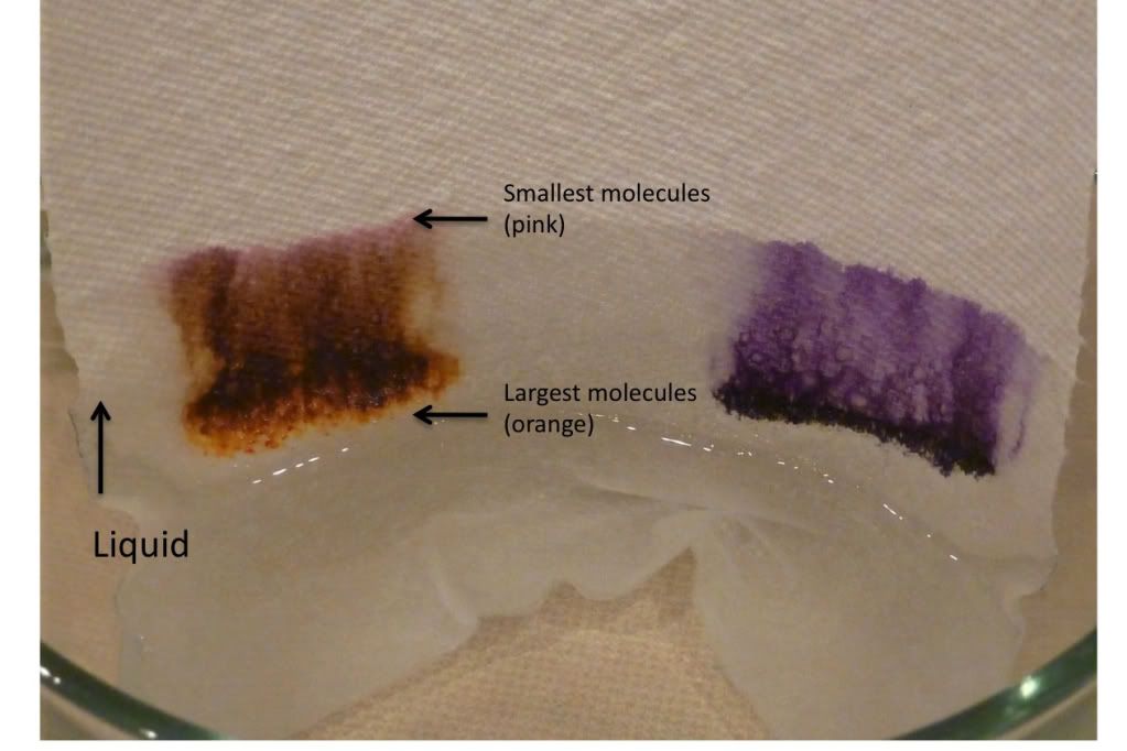 Science Saturday Rainbow Chromatography for Kids What to Expect