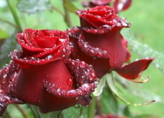 Beautiful roses Pictures, Images and Photos