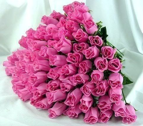 Pink roses Pictures, Images and Photos