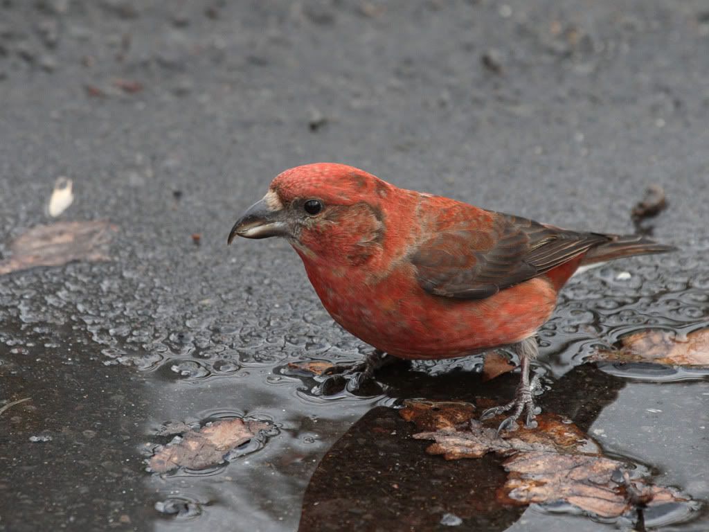 IMAGE: http://i704.photobucket.com/albums/ww42/owashi/IMG_0033.jpg