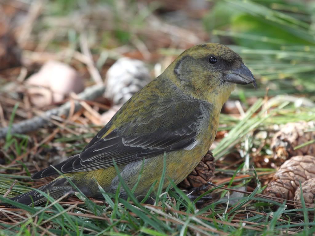 IMAGE: http://i704.photobucket.com/albums/ww42/owashi/IMG_0113.jpg