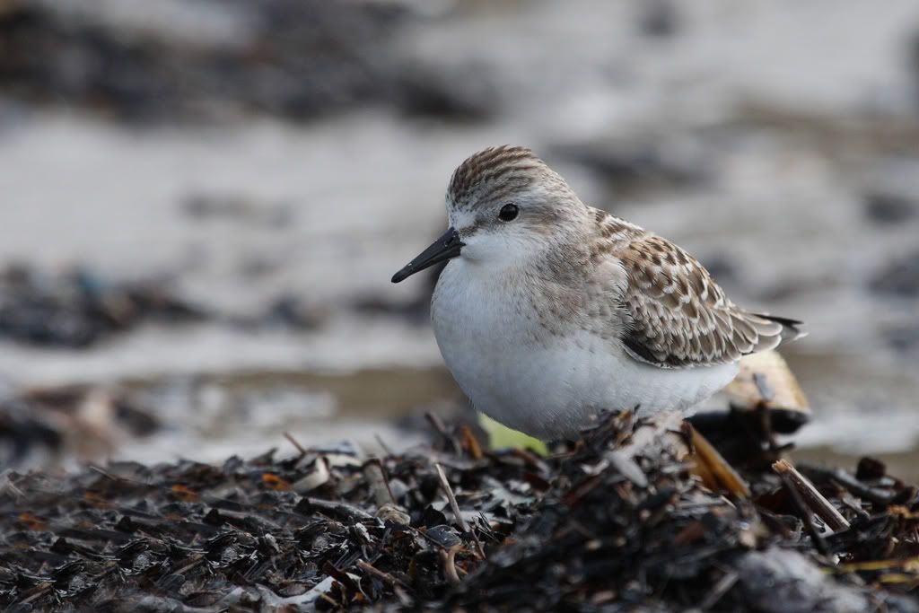 IMAGE: http://i704.photobucket.com/albums/ww42/owashi/IMG_0322.jpg