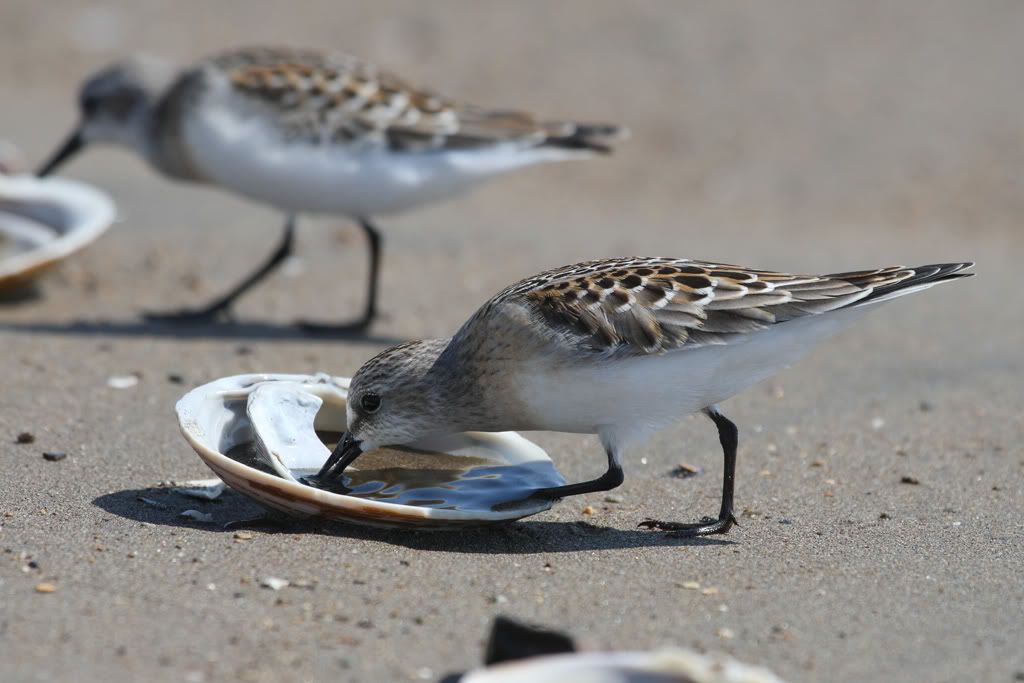 IMAGE: http://i704.photobucket.com/albums/ww42/owashi/IMG_1510.jpg