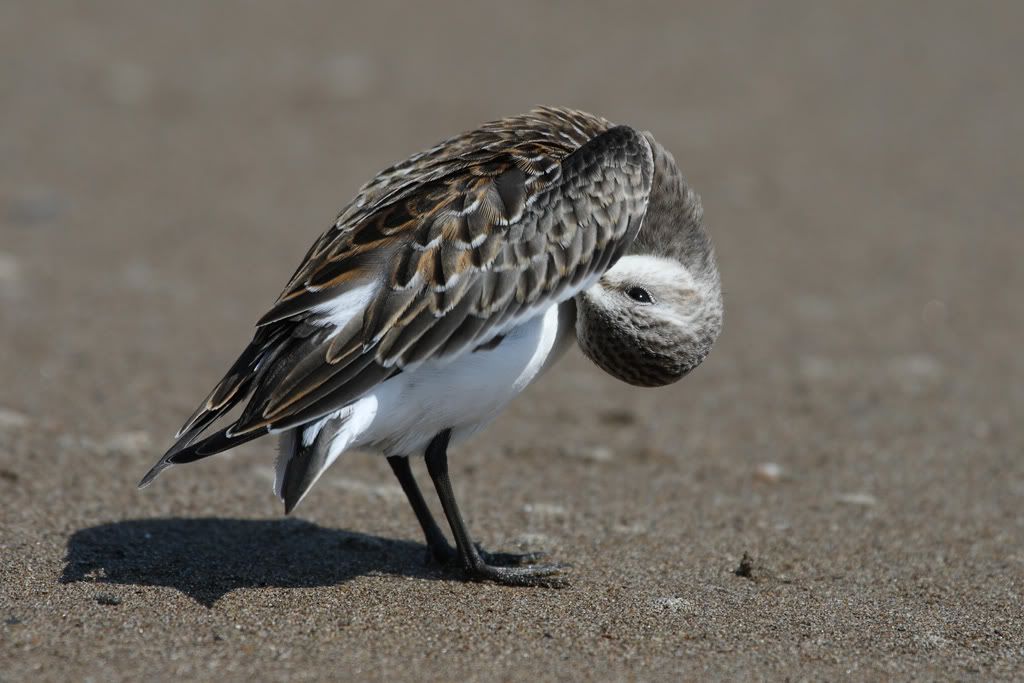 IMAGE: http://i704.photobucket.com/albums/ww42/owashi/IMG_1542.jpg