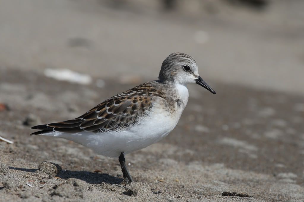 IMAGE: http://i704.photobucket.com/albums/ww42/owashi/IMG_1788.jpg