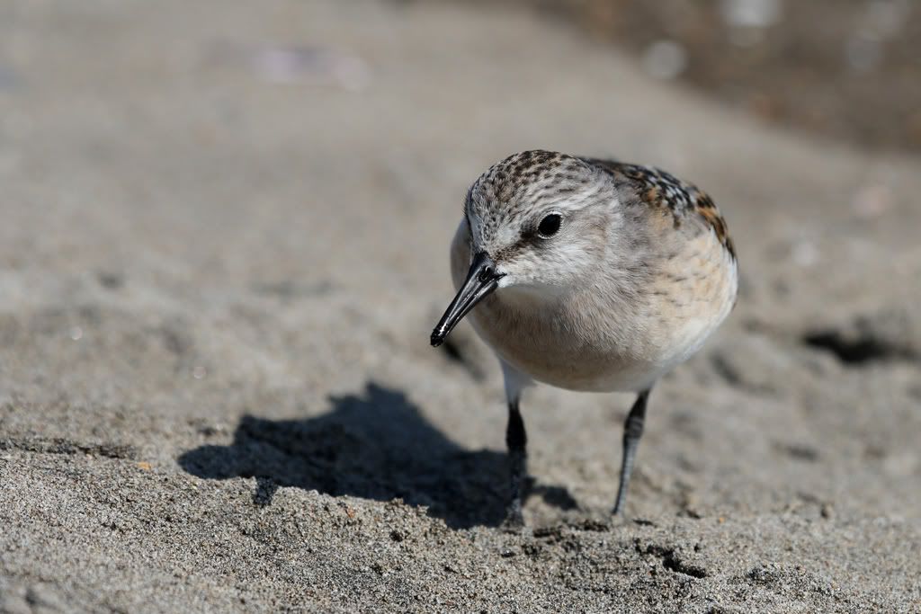 IMAGE: http://i704.photobucket.com/albums/ww42/owashi/IMG_1894.jpg