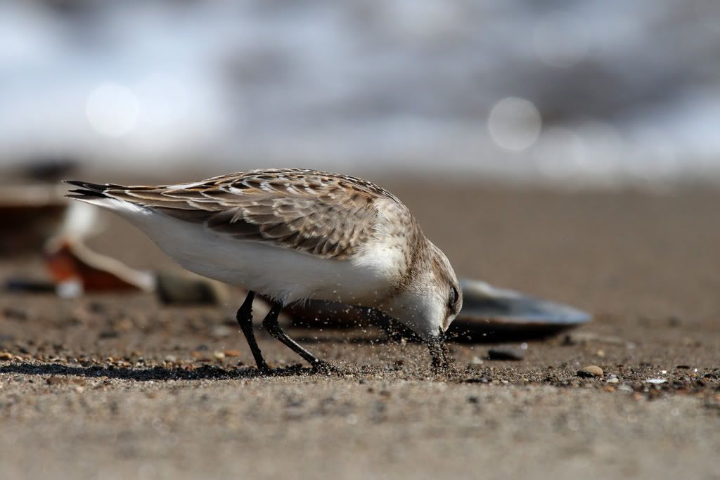 IMAGE: http://i704.photobucket.com/albums/ww42/owashi/IMG_1974.jpg