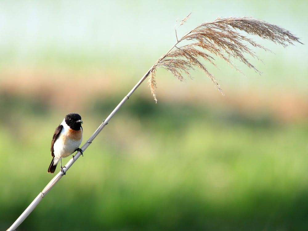 IMAGE: http://i704.photobucket.com/albums/ww42/owashi/IMG_4041.jpg