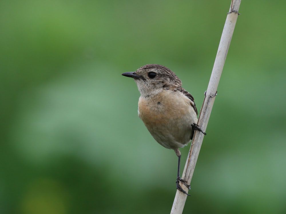 IMAGE: http://i704.photobucket.com/albums/ww42/owashi/IMG_4452.jpg