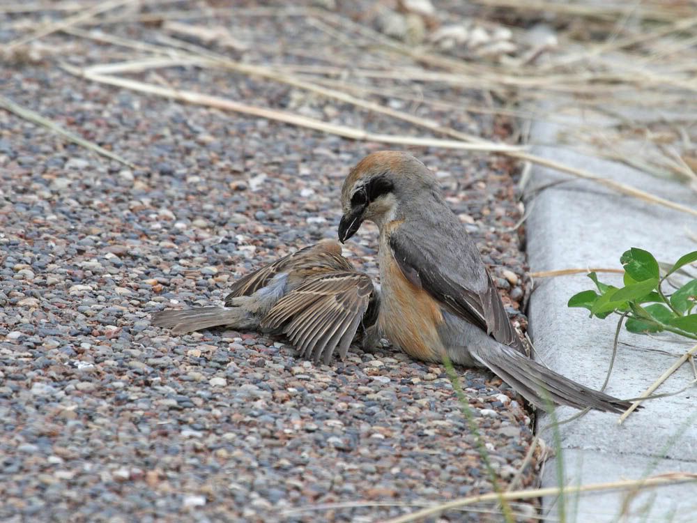 IMAGE: http://i704.photobucket.com/albums/ww42/owashi/IMG_4968.jpg