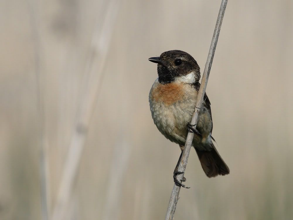 IMAGE: http://i704.photobucket.com/albums/ww42/owashi/IMG_5421.jpg