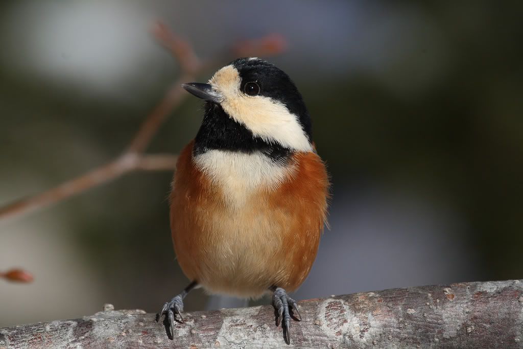 IMAGE: http://i704.photobucket.com/albums/ww42/owashi/IMG_8440.jpg