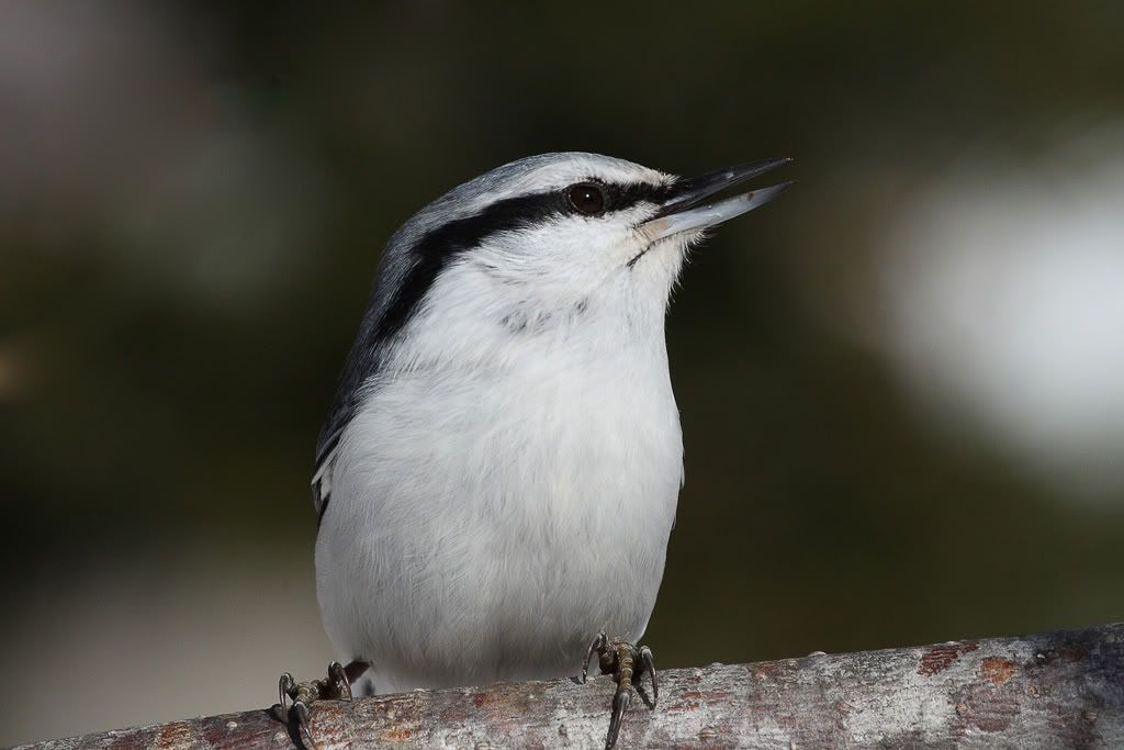 IMAGE: http://i704.photobucket.com/albums/ww42/owashi/IMG_8455.jpg