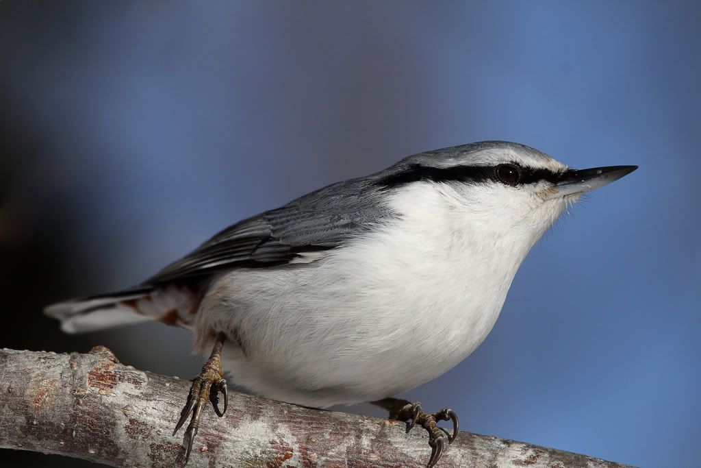 IMAGE: http://i704.photobucket.com/albums/ww42/owashi/IMG_8463.jpg