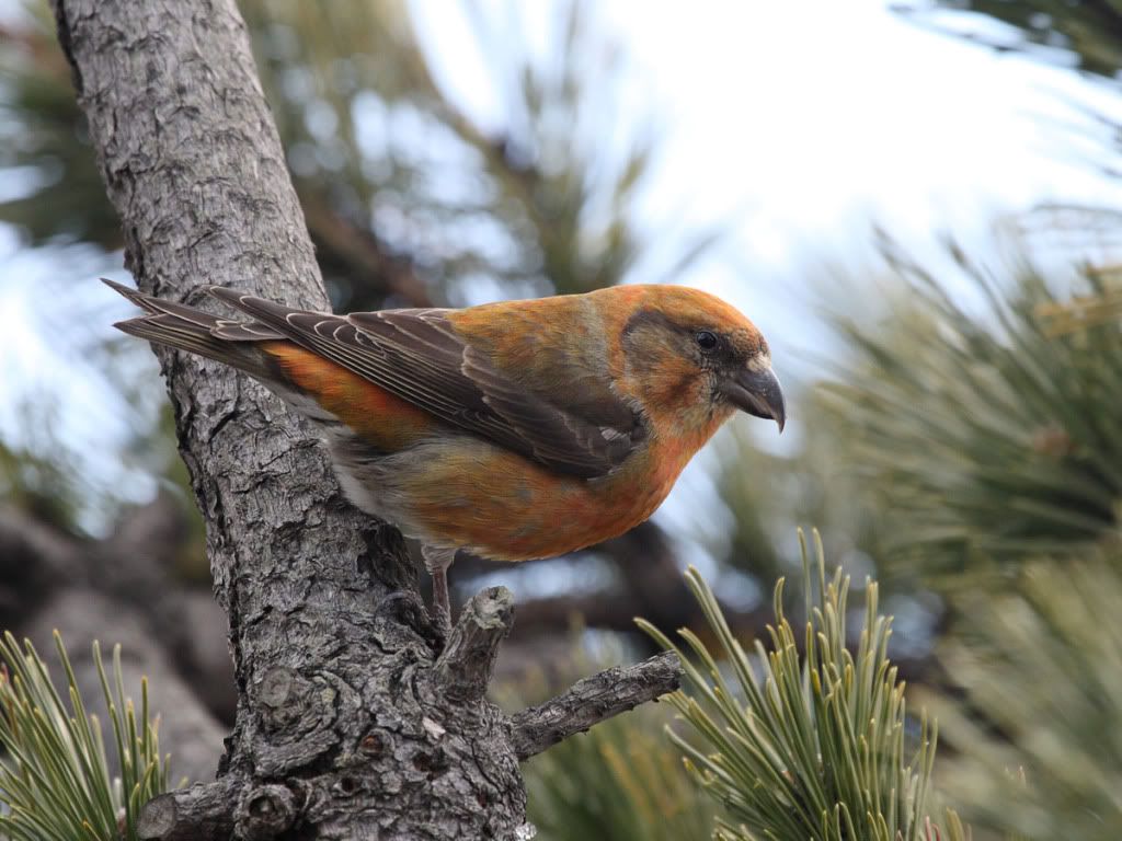 IMAGE: http://i704.photobucket.com/albums/ww42/owashi/IMG_8775.jpg