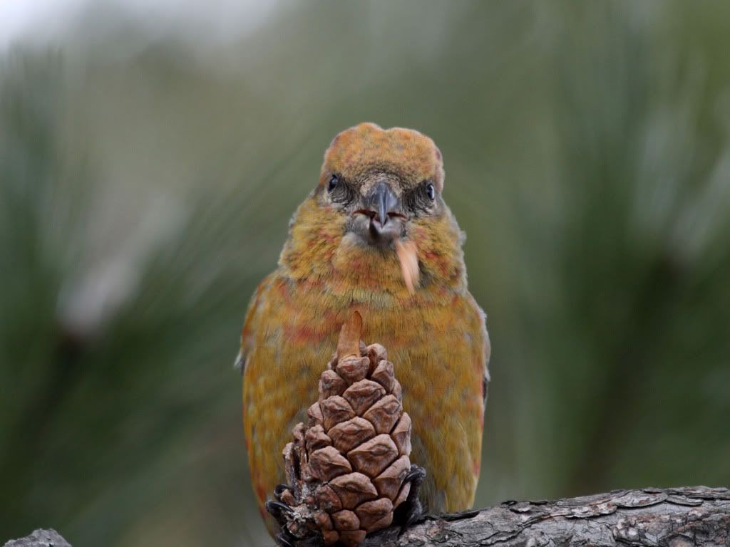 IMAGE: http://i704.photobucket.com/albums/ww42/owashi/IMG_8996.jpg