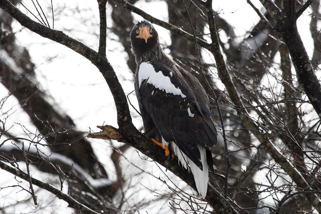 IMAGE: http://i704.photobucket.com/albums/ww42/owashi/IMG_9203.jpg