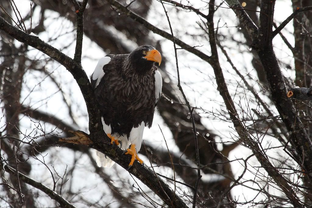 IMAGE: http://i704.photobucket.com/albums/ww42/owashi/IMG_9217.jpg