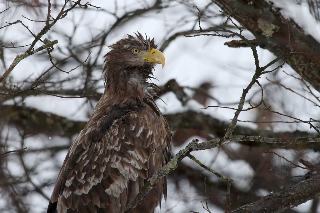 IMAGE: http://i704.photobucket.com/albums/ww42/owashi/IMG_9224.jpg