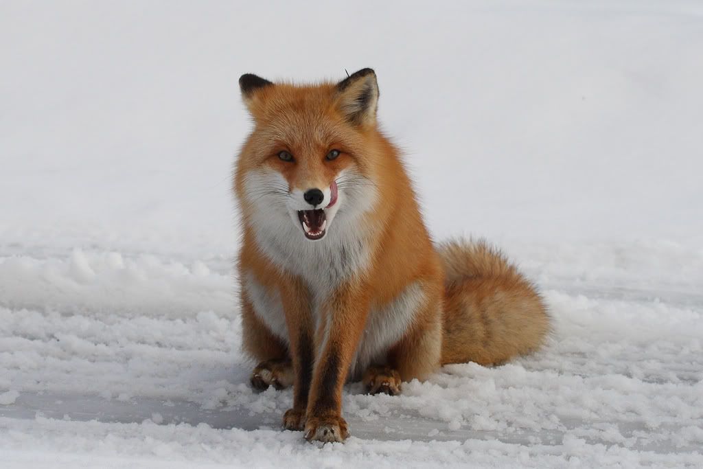 IMAGE: http://i704.photobucket.com/albums/ww42/owashi/IMG_9382.jpg