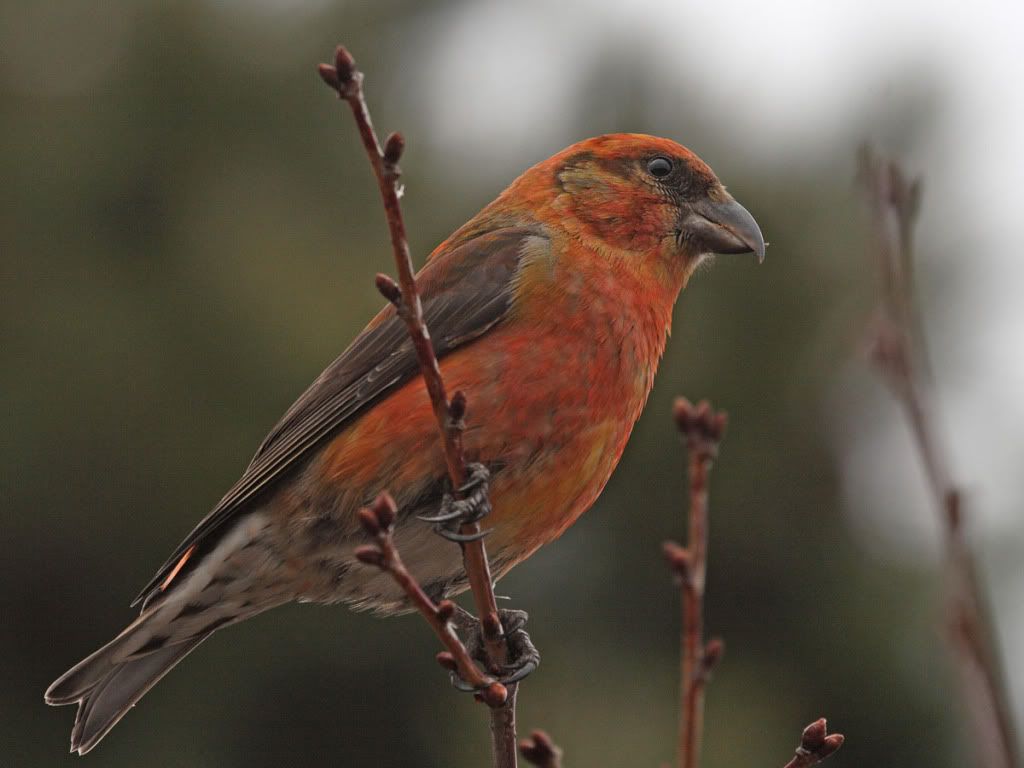 IMAGE: http://i704.photobucket.com/albums/ww42/owashi/IMG_9555.jpg