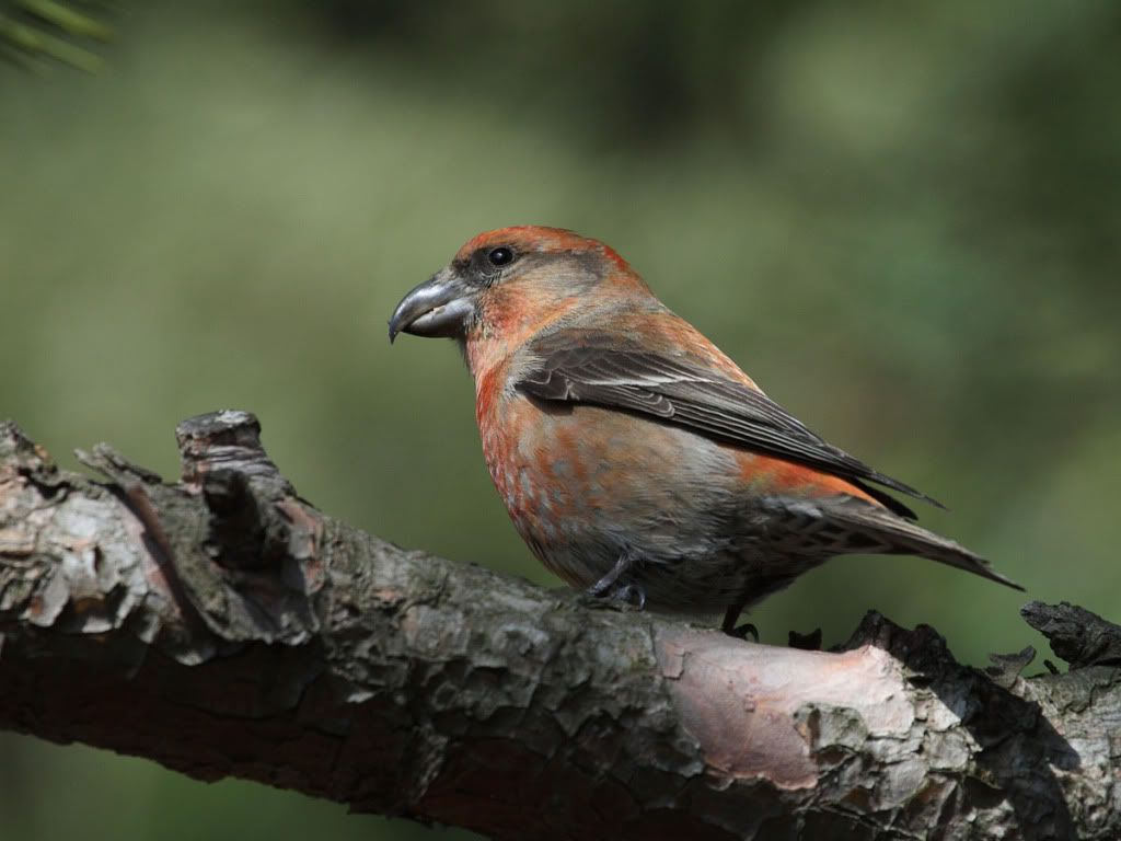 IMAGE: http://i704.photobucket.com/albums/ww42/owashi/IMG_9773.jpg