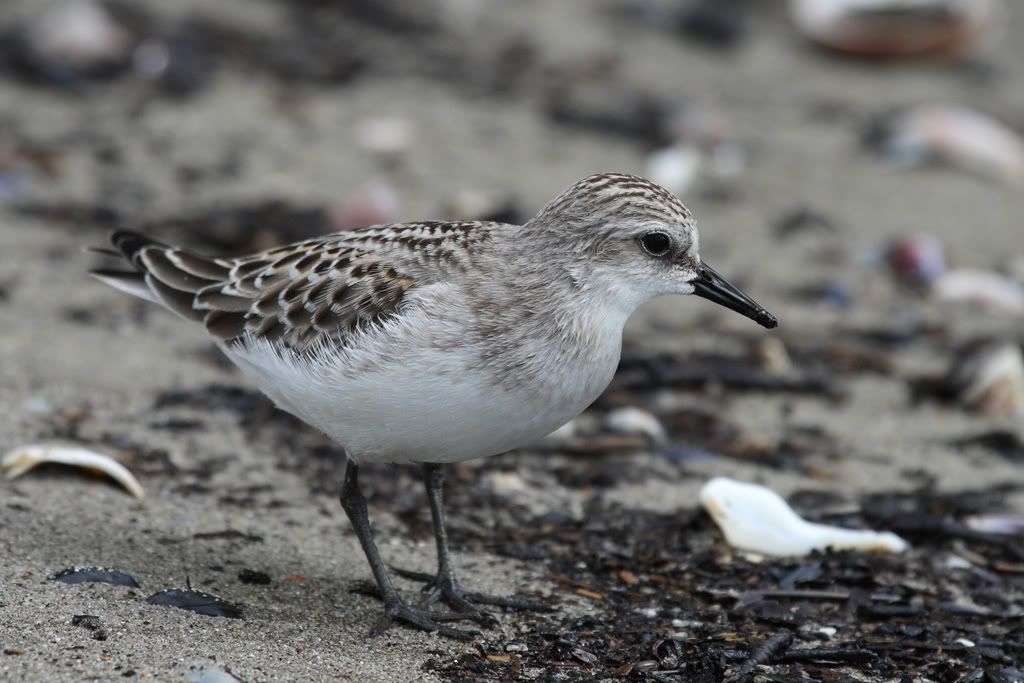 IMAGE: http://i704.photobucket.com/albums/ww42/owashi/IMG_9928.jpg