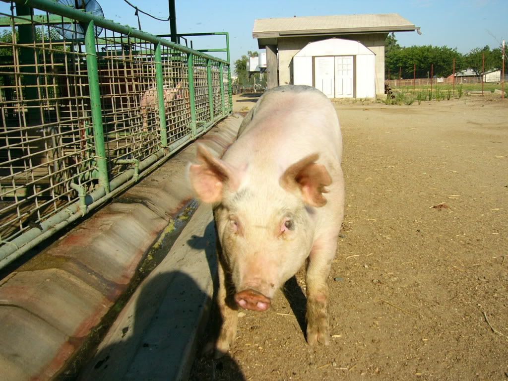 PigPics006.jpg
