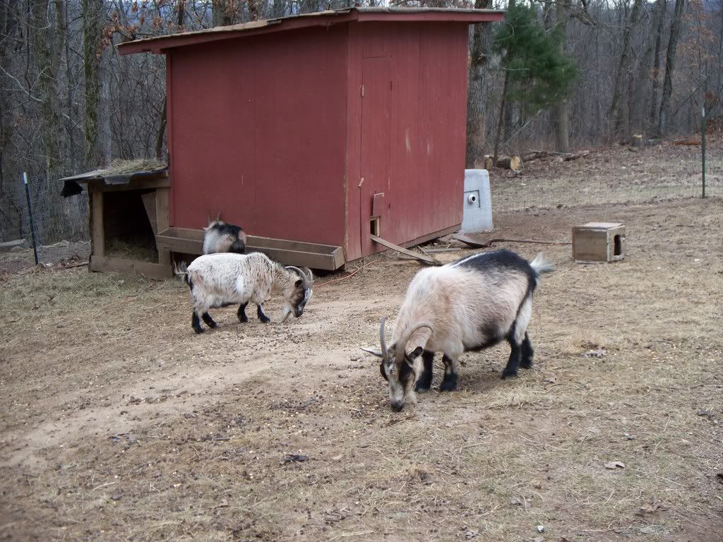 Pics of my Goats :) - Goats