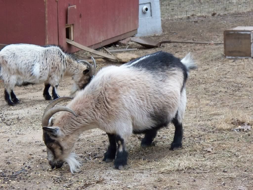 Pics of my Goats :) - Goats