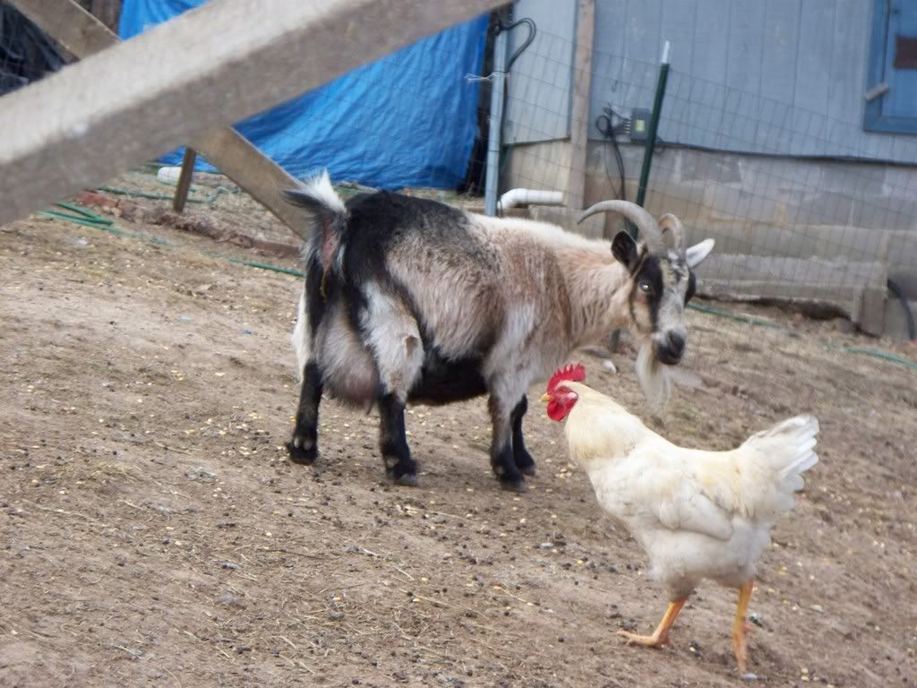 Birthing question - Goats