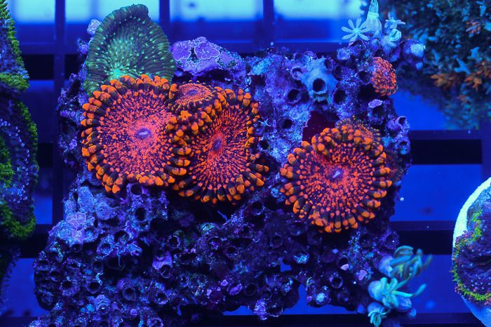 Corals_0022.jpg