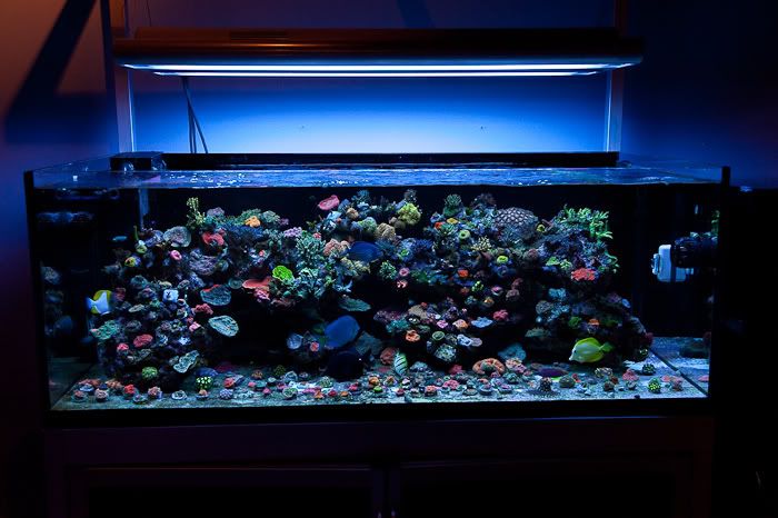 Led Aquarium Lighting Led Fish Aquarium. Led Aquarium Lighting Led Fish Aquarium.