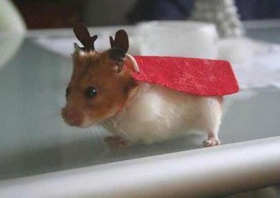 cuteanimalpics042.jpg