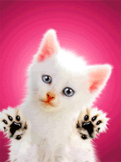 KittyScreenCleaner.gif Kitty Cleaner image by bgsimp