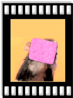MouseScreenCleaner.gif Mouse Cleaner image by bgsimp