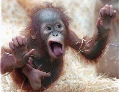 funny images of monkeys. Ape+pictures+funny