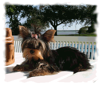 Yorkshire Terrier Pictures, Images and Photos